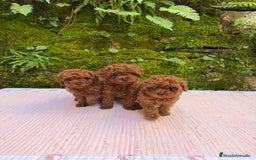 Caniche Toy perros en venta: Cachorros caniche toy asiáticos  - Anuncio 2