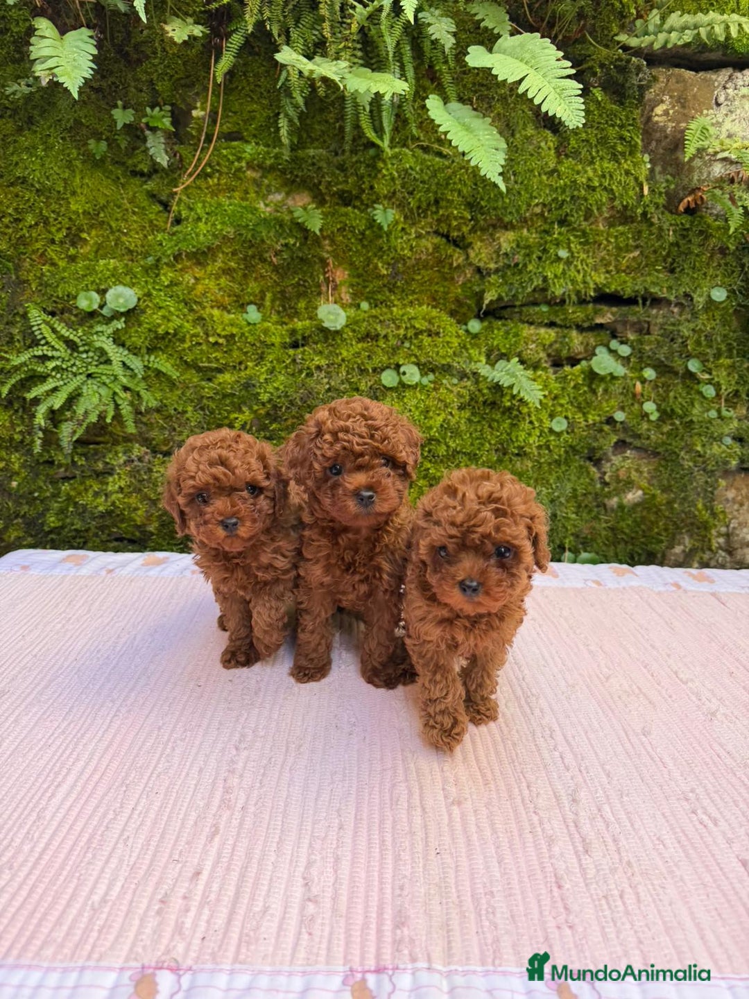 Caniche Toy perros en venta: Cachorros caniche toy asiáticos  - Anuncio 2