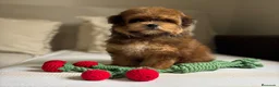 Maltipoo perros en venta: Maltipoo Toy Hembra tonalidades chocolates!! - Anuncio 6