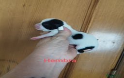 Chihuahua perros en venta: CHIHUAHUAS TOYS CALIDAD Y SELECCIÓN  - Imagen 5