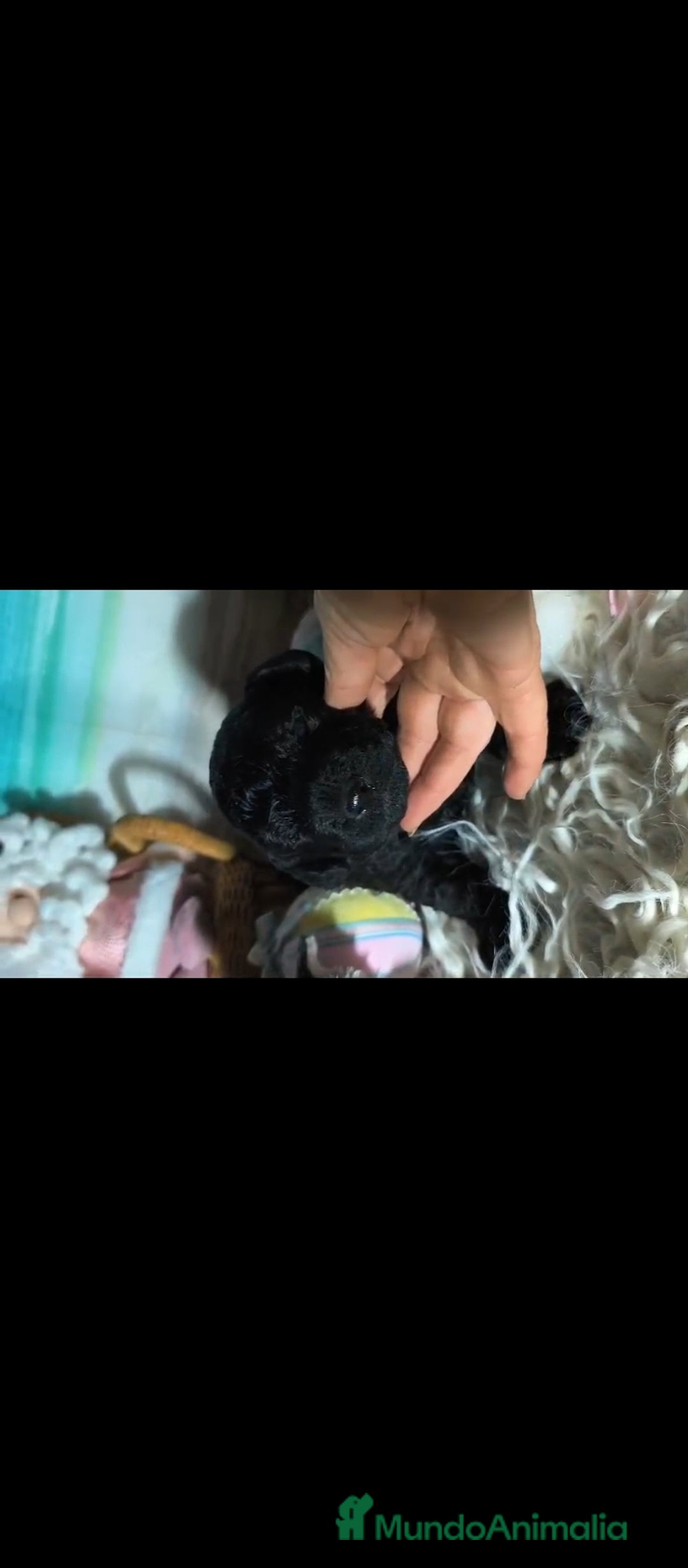 Perro de Agua Español perros en venta: Perro de agua  - Anuncio 3