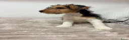 Fox Terrier de Pelo Duro perros en venta: Fox Terrier de pelo duro - Anuncio 14