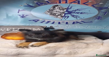 Pomchi perros - Anuncio 13