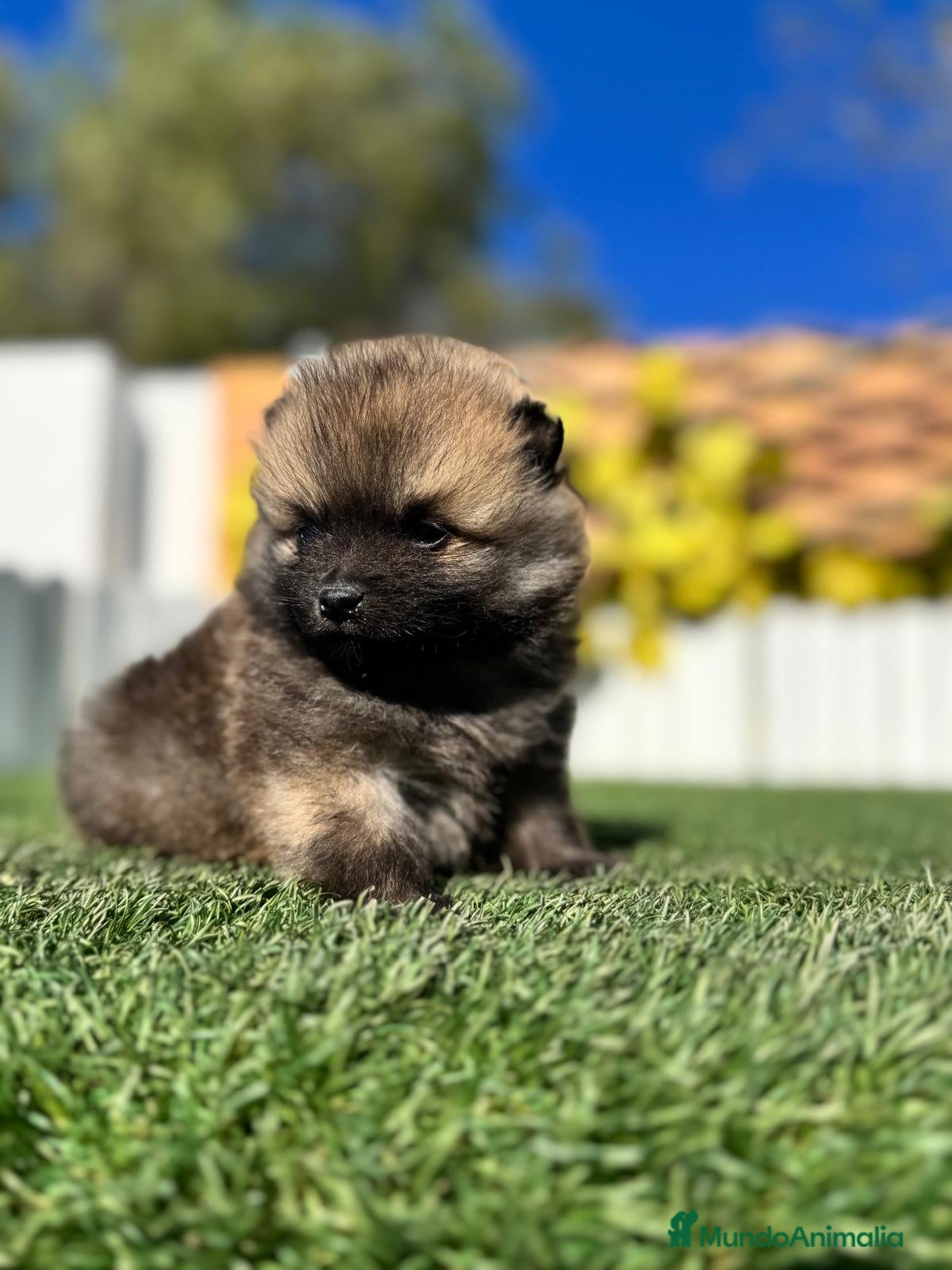 Pomerania perros POMERANIA MACHO - Anuncio 1