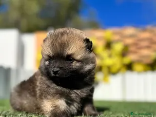 Pomerania perros POMERANIA MACHO - Anuncio 1