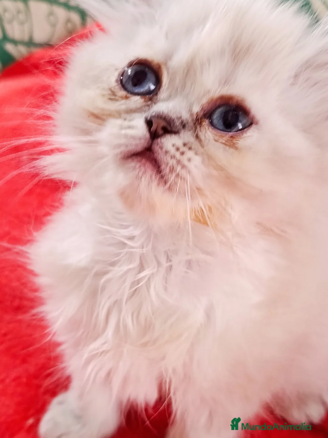 Himalayo gatos en venta: CACHORROS PERSAS HIMALAYOS  - Anuncio 4