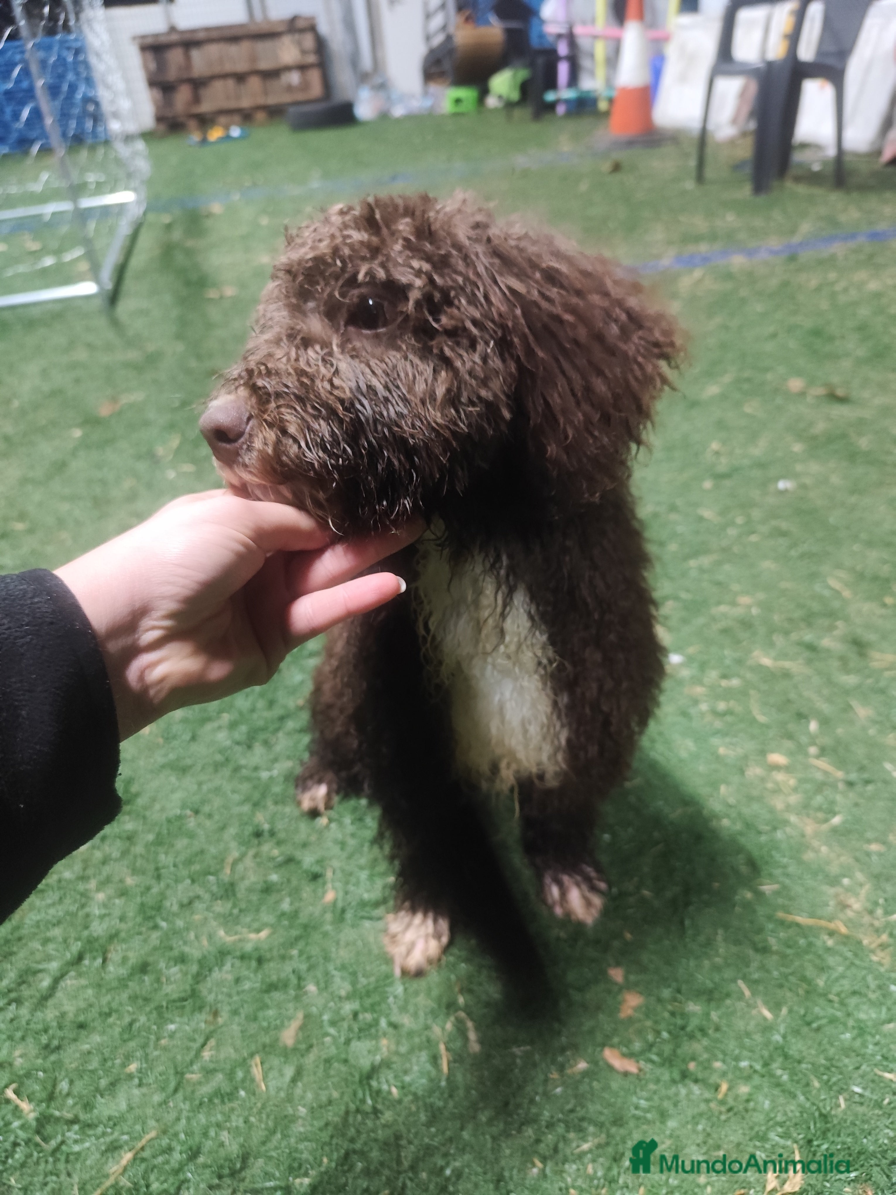 Perro de Agua Español perros Perro de Aguas Español - Anuncio 2