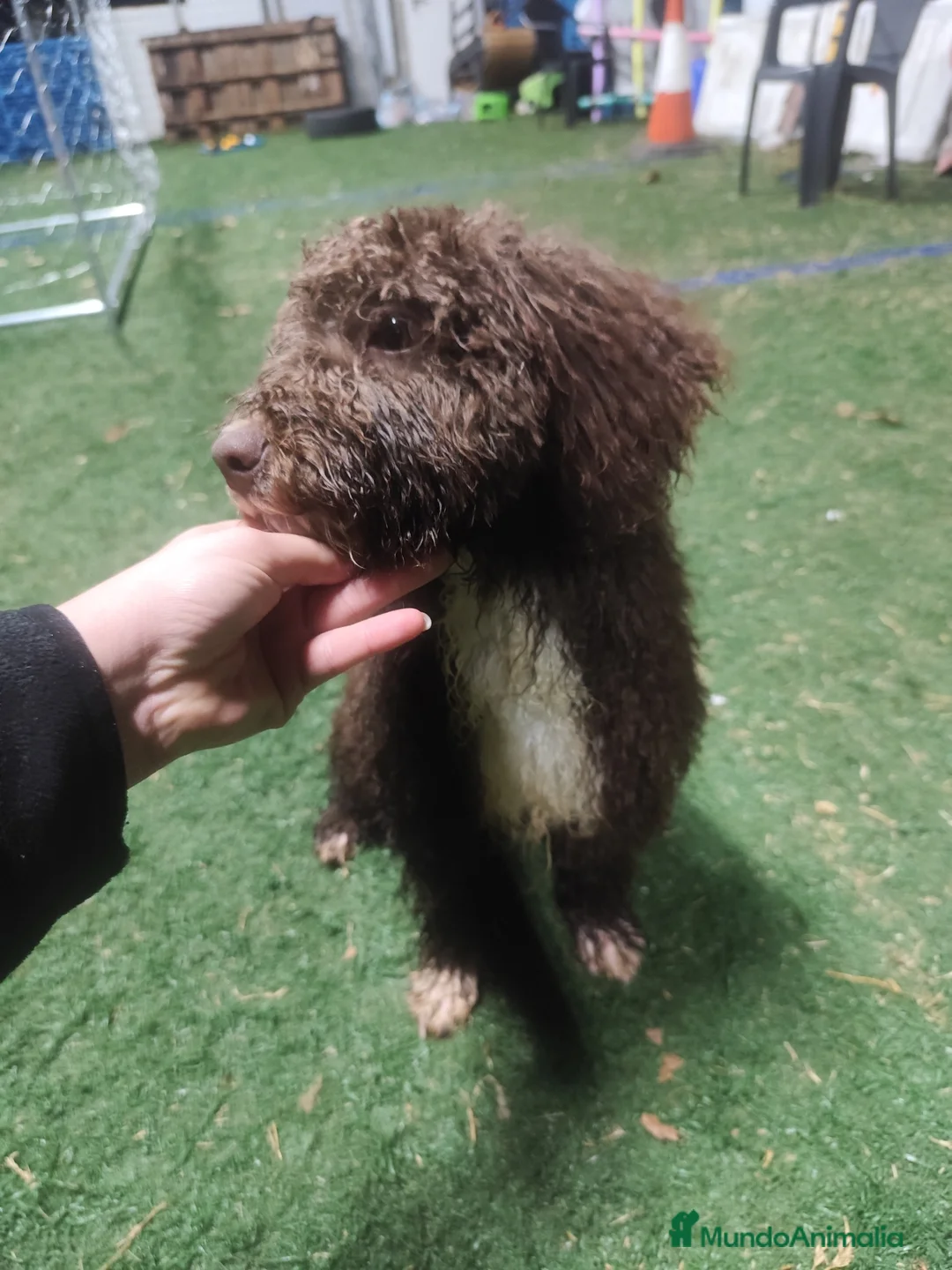 Perro de Agua Español perros en venta: Perro de Aguas Español - Anuncio 2