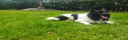 Border Collie perros para monta: Border collie macho para monta en Guipúzcoa - Anuncio 4