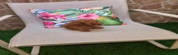 Caniche Toy perros en venta: Caniche toy  - Anuncio 4