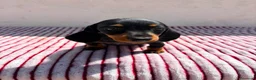 Teckel Miniatura perros en venta: Teckel Kaninchen - Anuncio 2