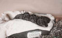 Cocker Spaniel Inglés perros en venta: Cocker Spaniel Ingés, cachorros - Anuncio 1