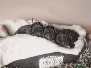 Cocker Spaniel Inglés perros Cocker Spaniel Ingés, cachorros - Anuncio 1