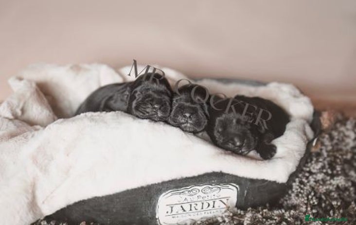 Cocker Spaniel Inglés perros Cocker Spaniel Ingés, cachorros - Anuncio 1