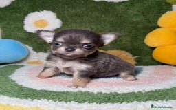 Chihuahua perros en venta: Chihuahua de Pelo Largo y Línea Rusa Exotico - Imagen 5