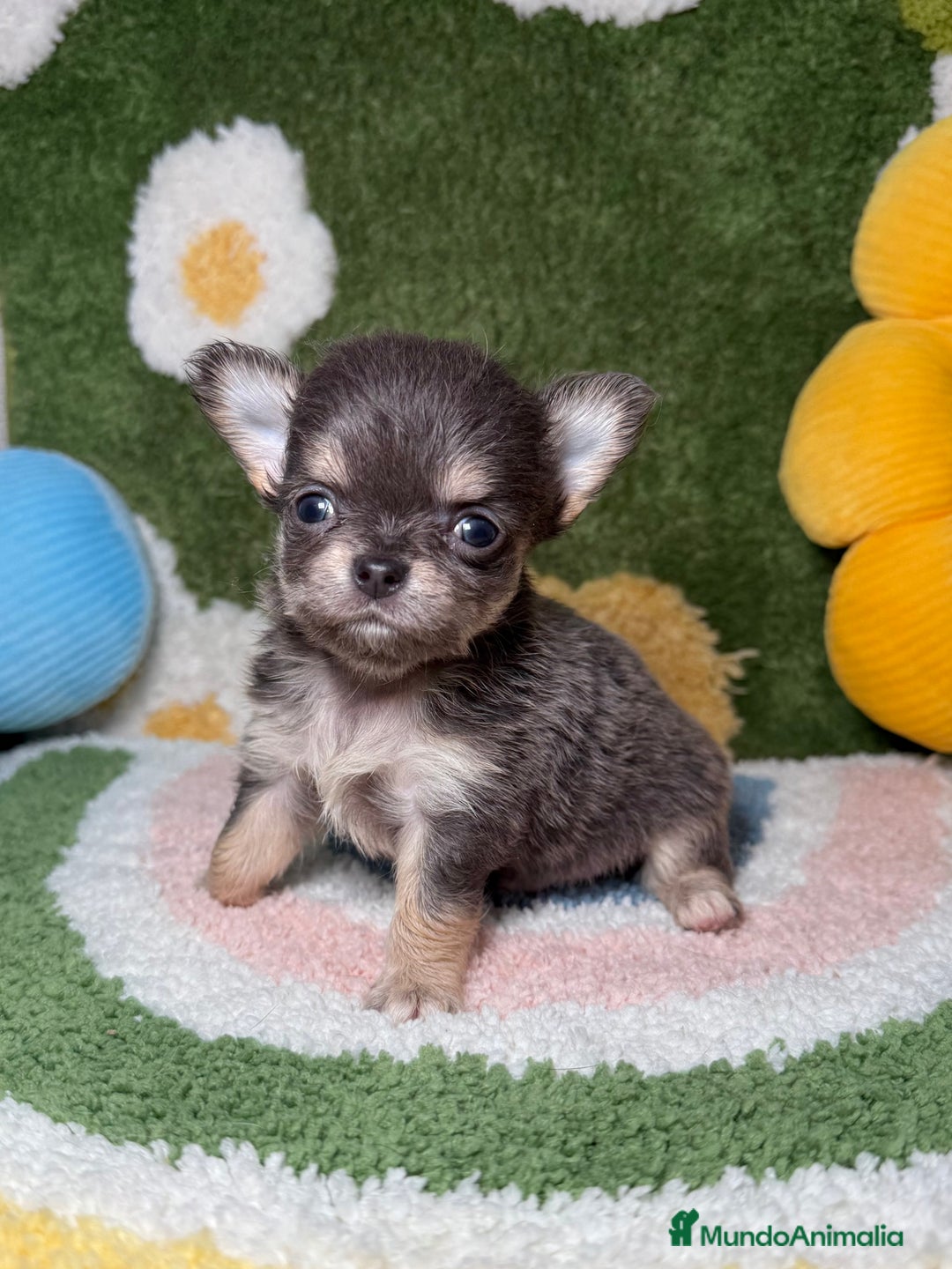 Chihuahua perros en venta: Chihuahua de Pelo Largo y Línea Rusa Exotico - Imagen 5
