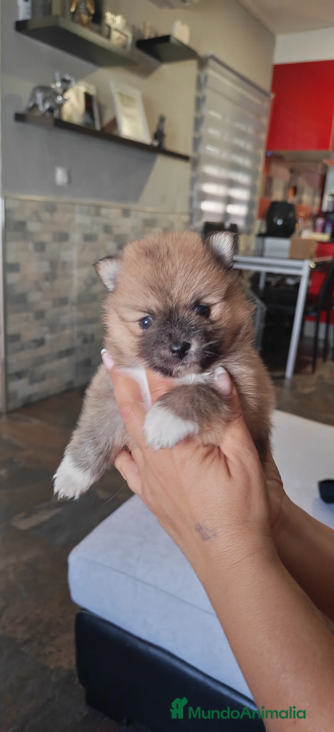Pomerania perros en venta: Disponible 3 hembras y 1 machoPOMERANIA - Anuncio 1
