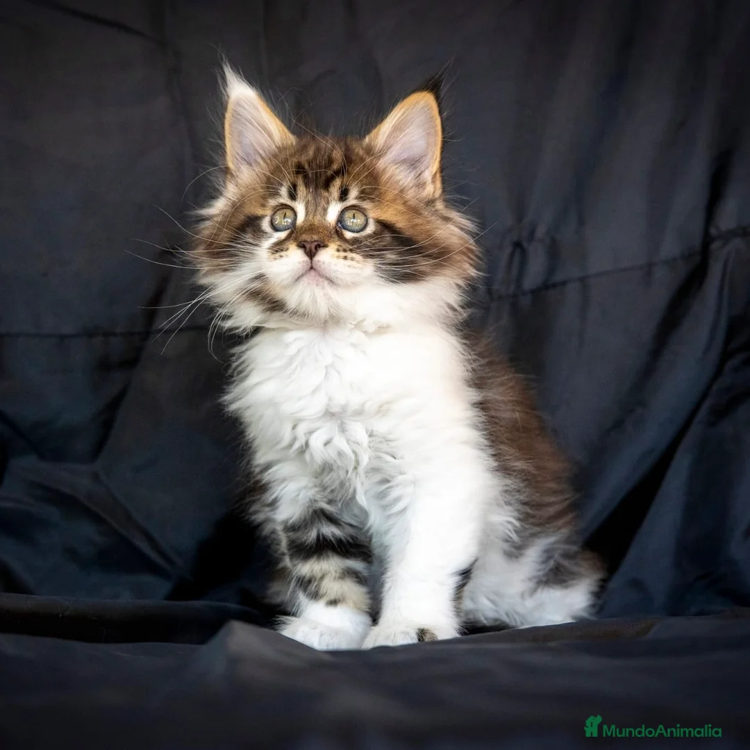 Maine Coon gatos en venta: Maine Coon Tabby Golden - Anuncio 4