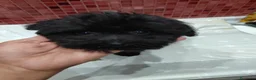 Caniche Toy perros en venta: Caniches Toy Macho - Anuncio 2