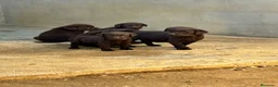 Labrador Retriever perros en venta: CACHORROS DE LABRADOR CHOCOLATE  - Anuncio 6