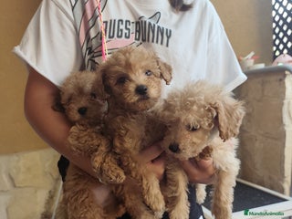 Caniche Toy perros - Anuncio 34