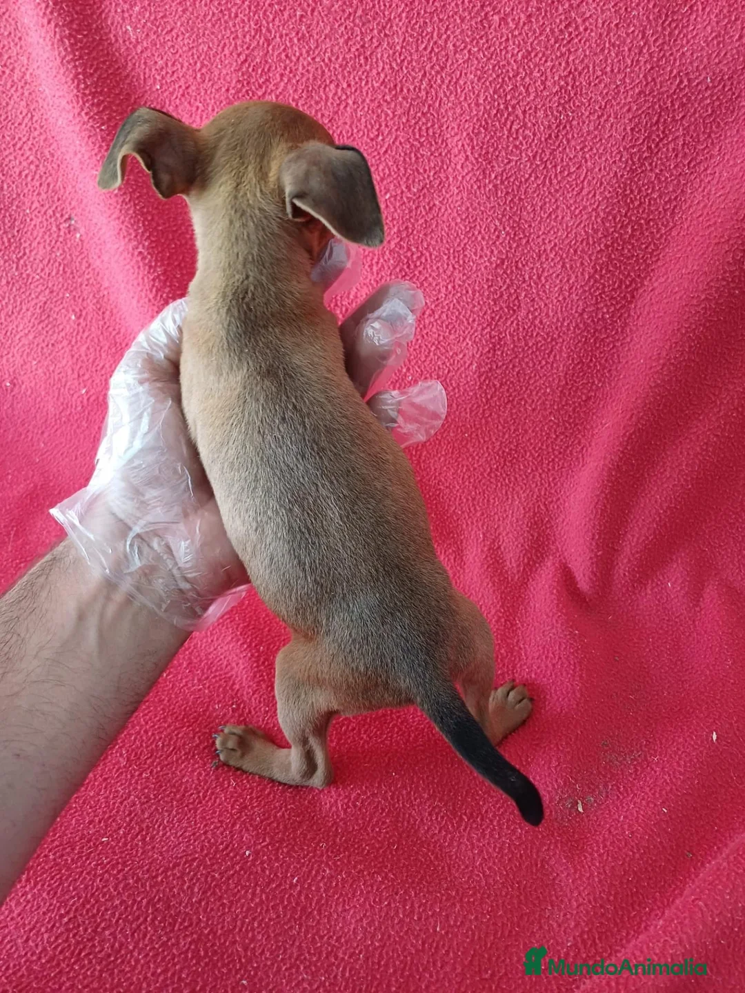Pinscher Miniatura perros en venta: MiniPincher Chocolate  - Anuncio 4