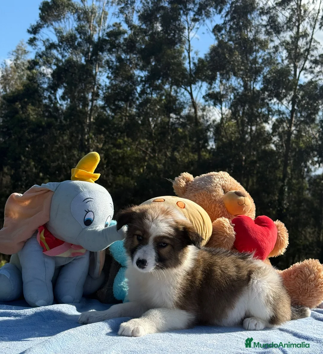 Border Collie perros en venta: Preciosa camada de border collie - Anuncio 2