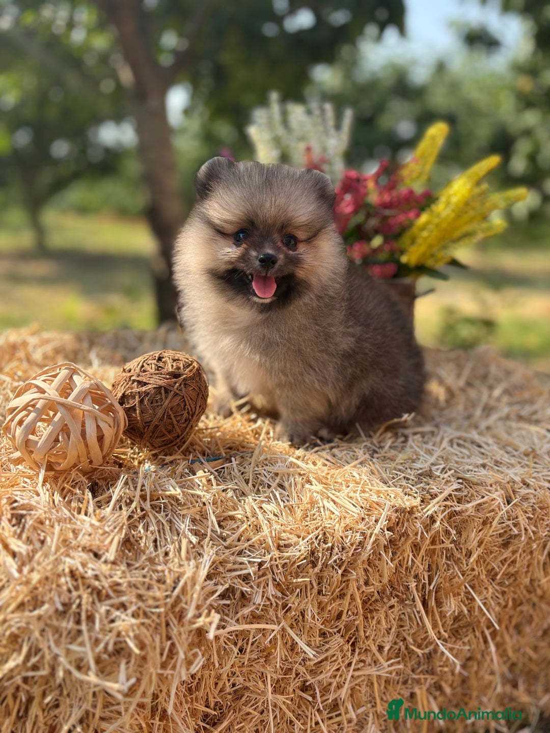 Pomerania perros en venta: Pomerania macho color sable disponible  - Imagen 4