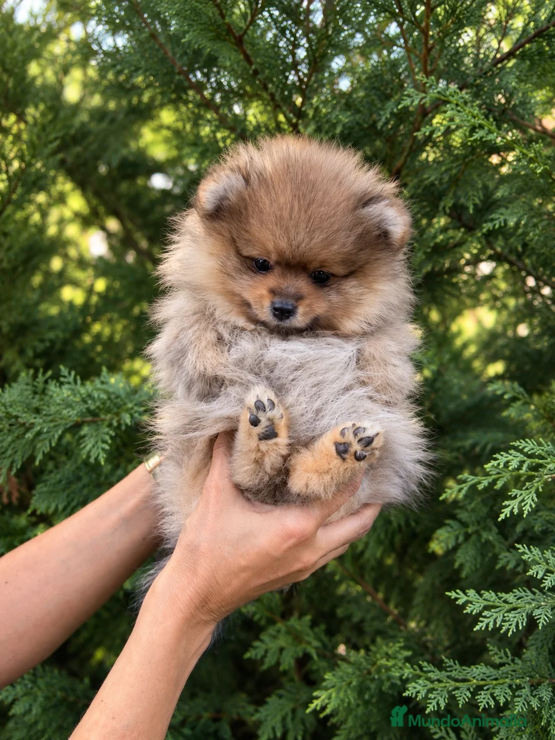 Pomerania perros en venta: Hembras Pomerania naranja sable - Anuncio 5