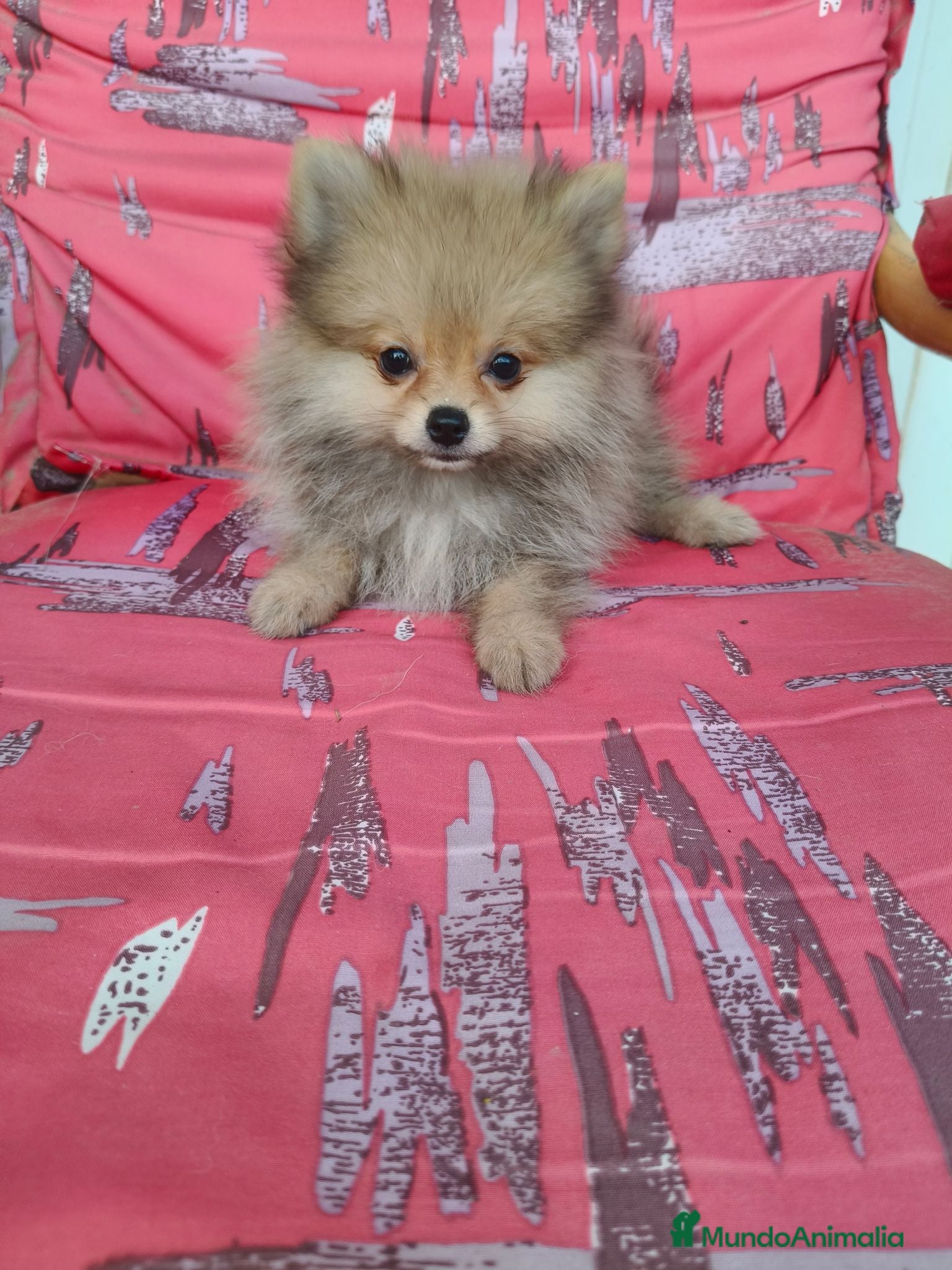 Pomerania perros Pomerania Toy - Anuncio 1