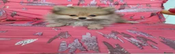 Pomerania perros en venta: Pomerania Toy - Anuncio 1