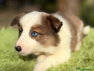 Border Collie perros Border collie tricolor - Anuncio 1