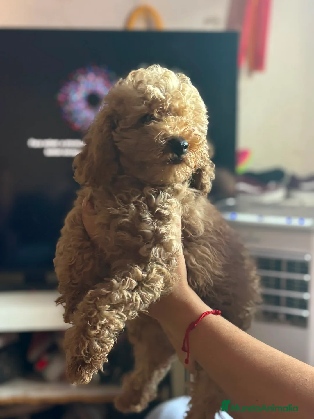 Caniche Toy perros en venta: Cachorro Caniche toy  - Anuncio 2