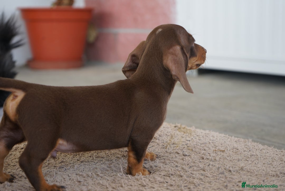 Teckel Miniatura perros en venta: 🐶 Presentamos a Cacao y Bomgo 🐶 - Imagen 7