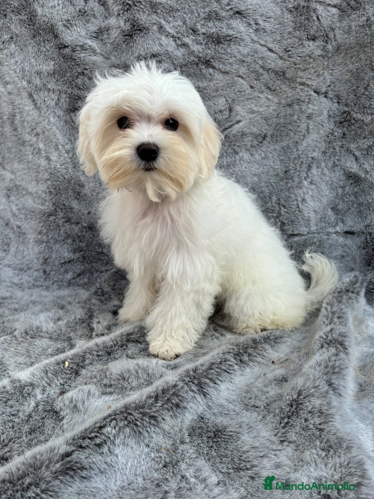 Maltipoo perros Maltipoo - Anuncio 1
