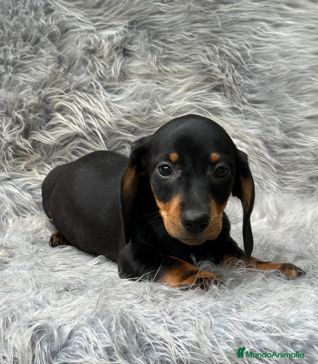 Teckel Miniatura perros en venta: TECKEL MINIATURA NEGRO Y FUEGO en Barcelona - Anuncio 3