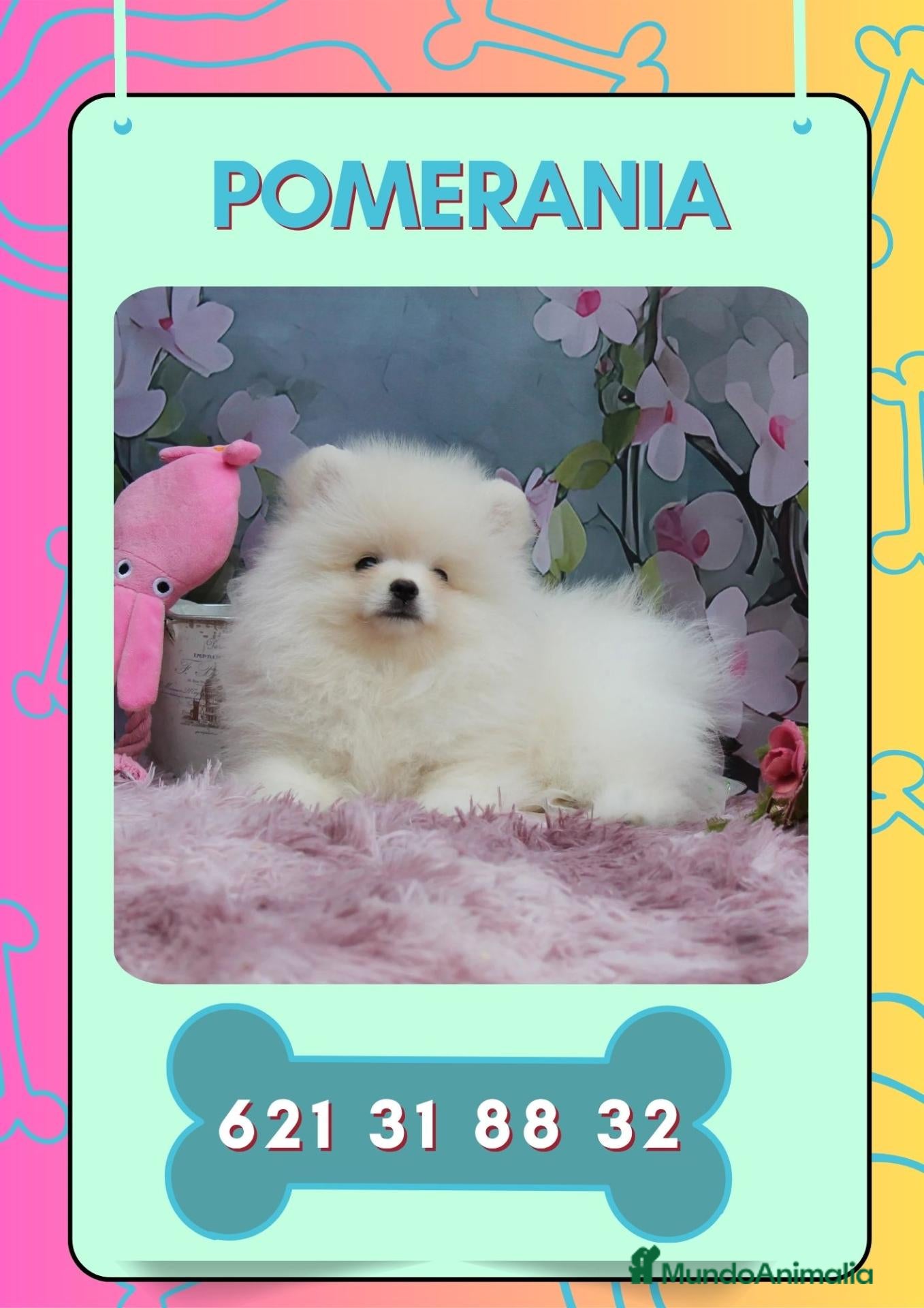 Pomerania perros en venta: Preciosos pomerania carita de osito  - Anuncio 6