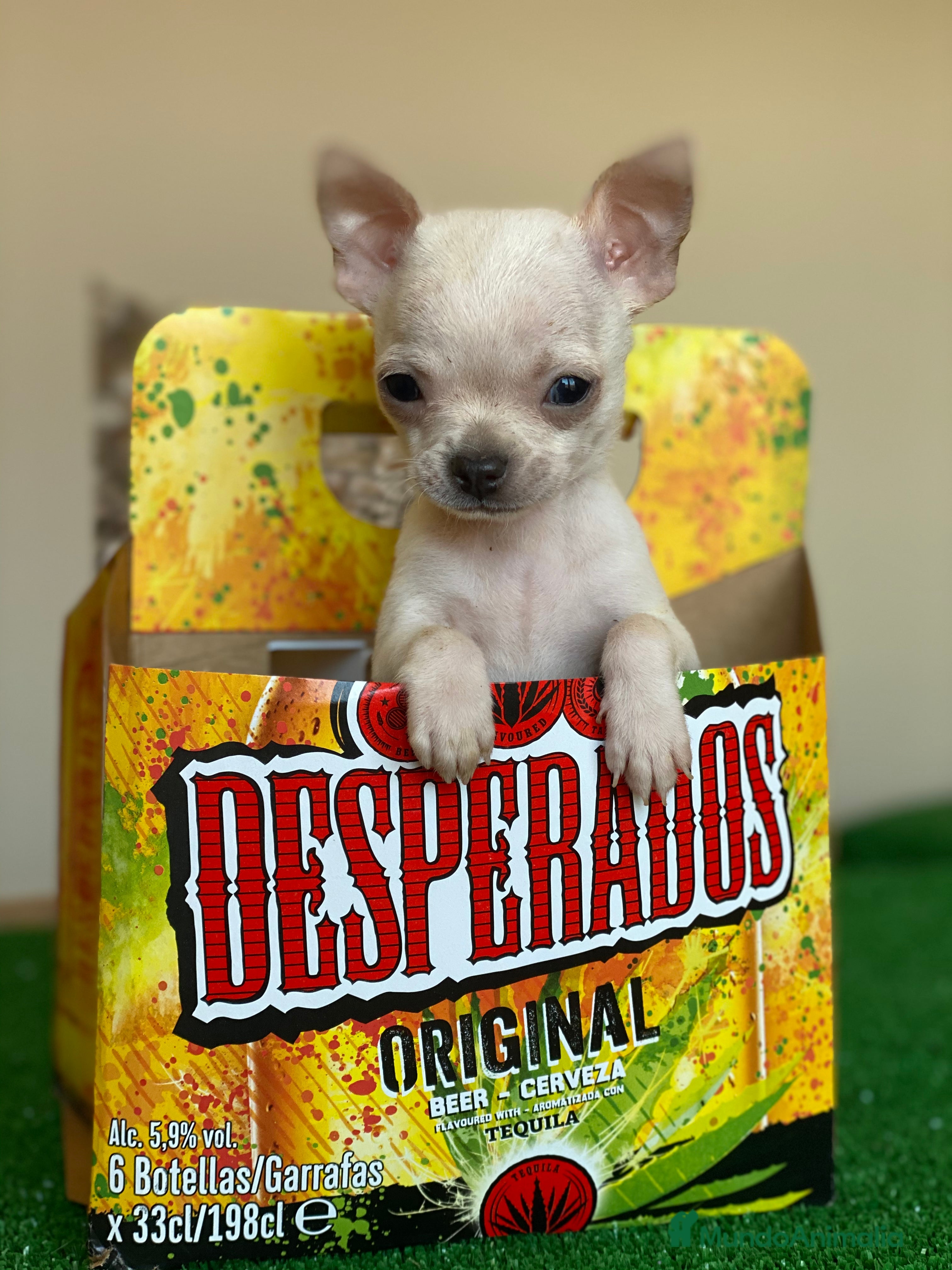 Chihuahua perros Chihuahuas Toy !  - Anuncio 39