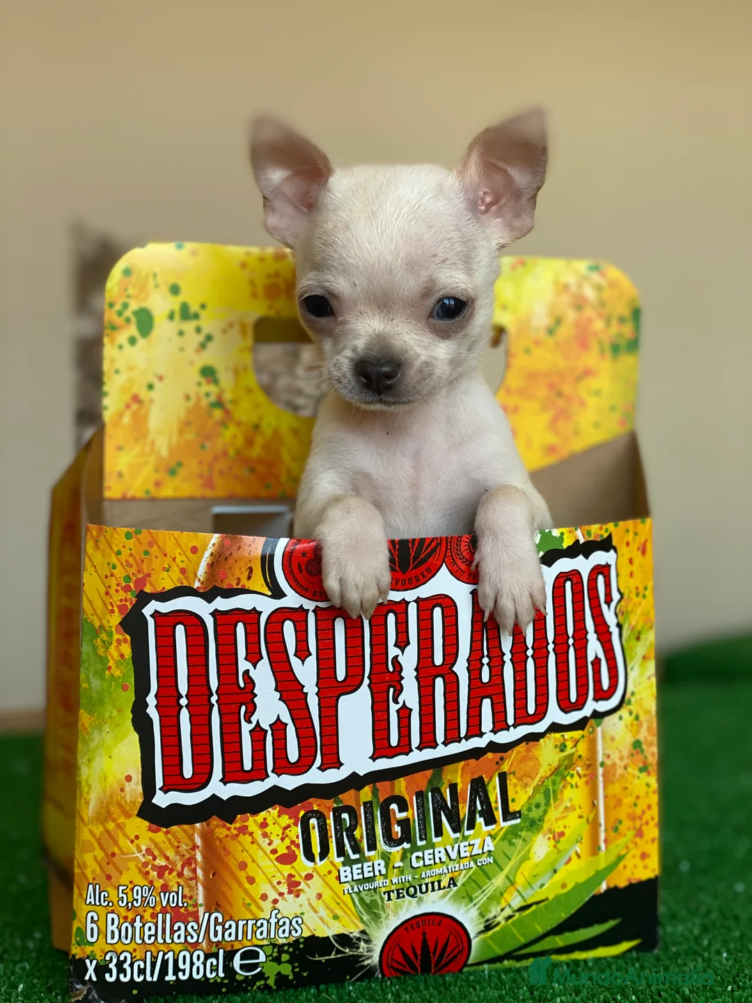 Chihuahua perros en venta: Chihuahuas Toy !  en Ciudad Real - Anuncio 3