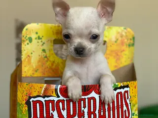 Chihuahua perros Chihuahuas Toy ! - Anuncio 39