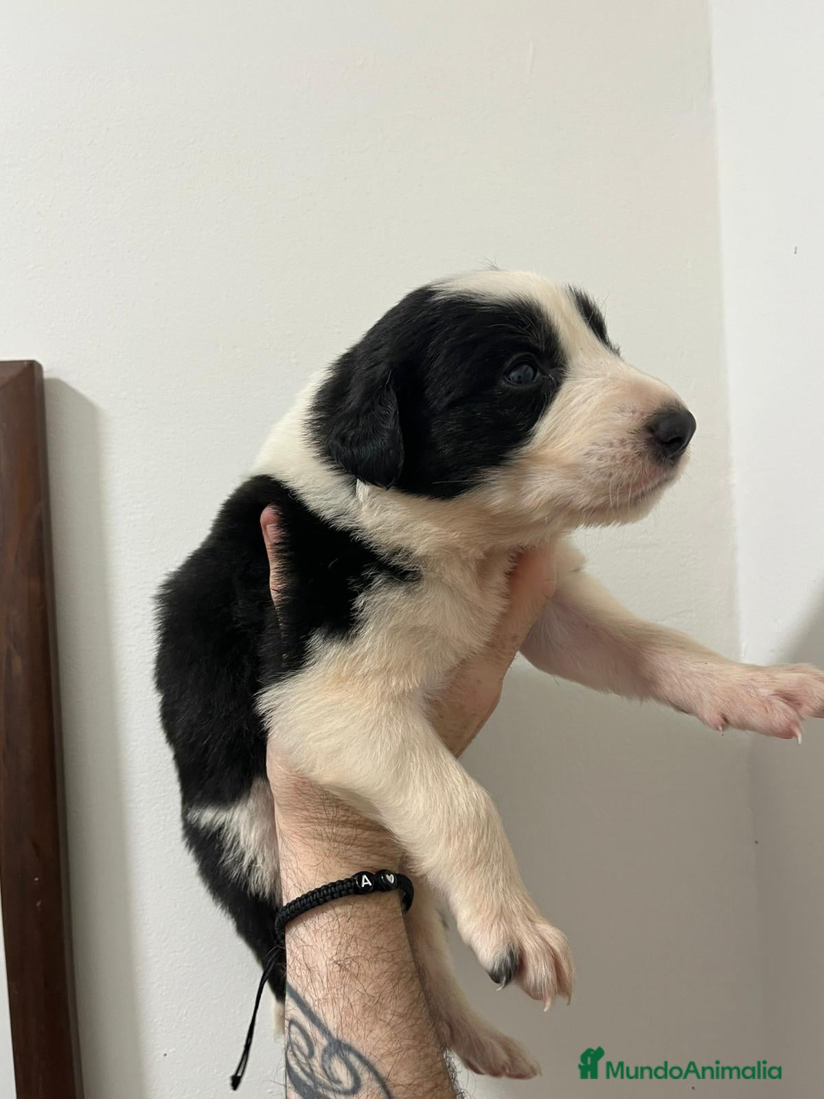 Border Collie perros en venta: Boeder collie  - Anuncio 1