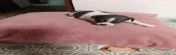 Chihuahua perros en venta: Chihuahua  - Anuncio 13