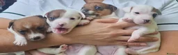 Jack Russell Terrier perros en venta: Jack Russell Terrier preciosos !!! - Anuncio 2