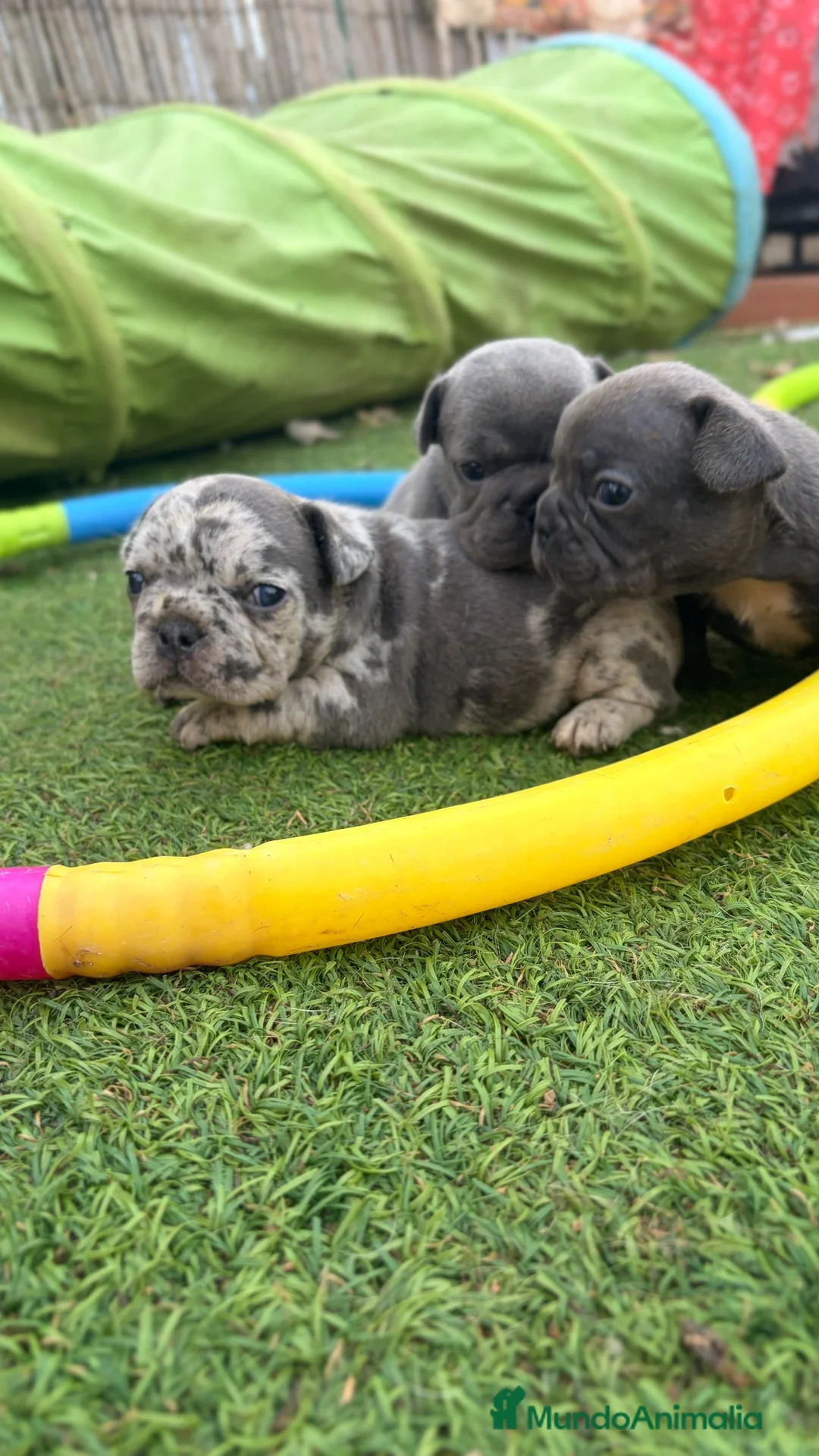 Bulldog Francés perros en venta: 3 HERMANAS, 3 COLORES, 3 PEQUEÑAS IRRESISTIBLES  - Anuncio 1