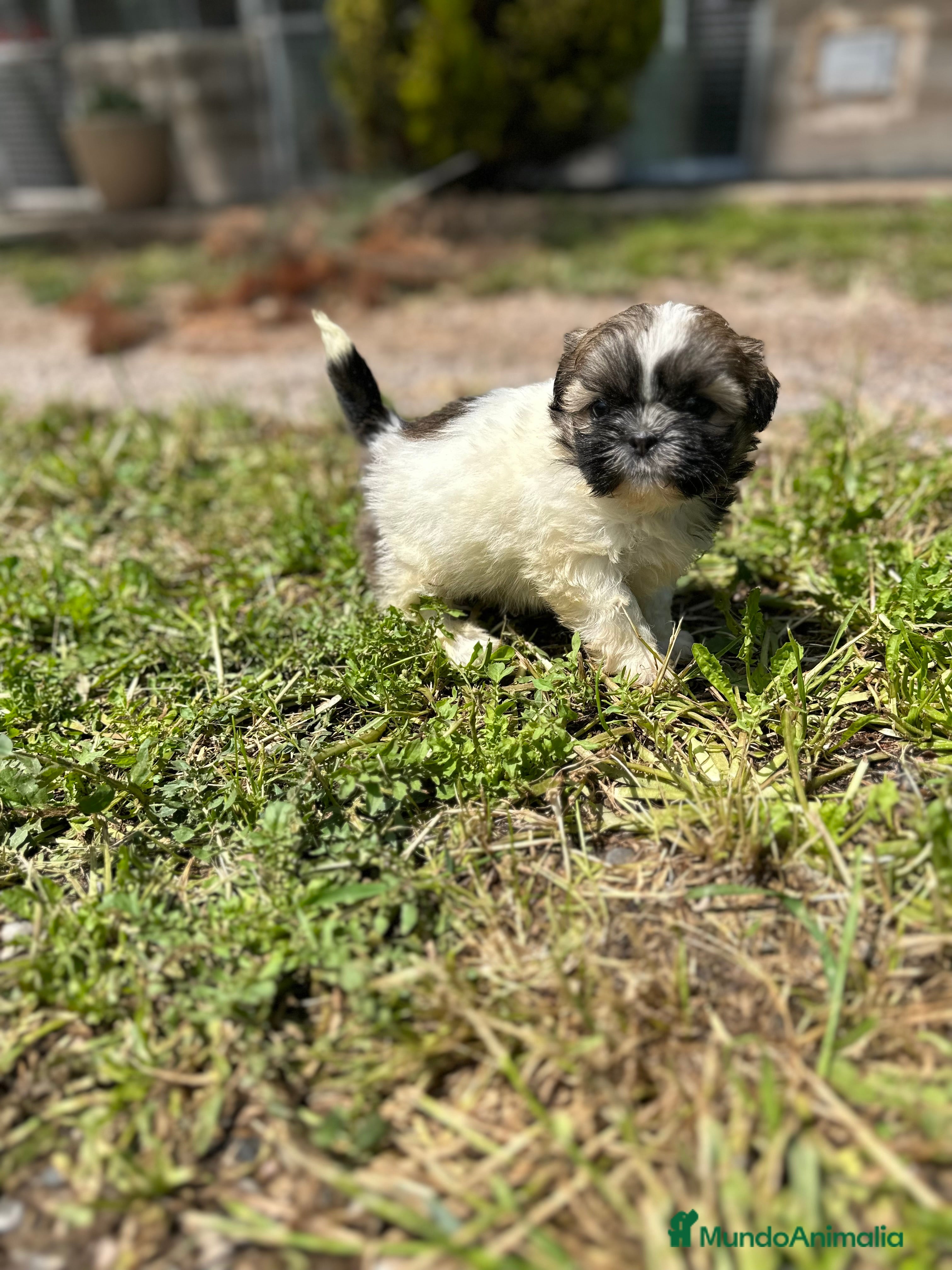 Shih Tzu perros SHIH TZU HEMBRA DISPONIBLE en Barcelona - Anuncio 12