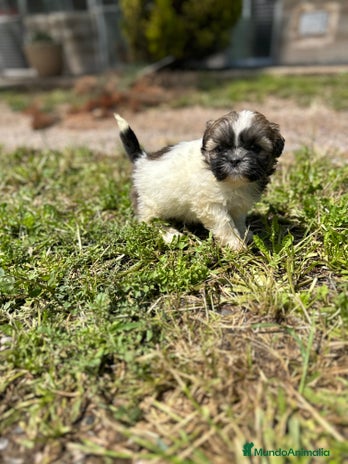Shih Tzu perros en Barcelona - Anuncio 7