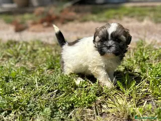 Shih Tzu perros SHIH TZU HEMBRA DISPONIBLE en Barcelona - Anuncio 2