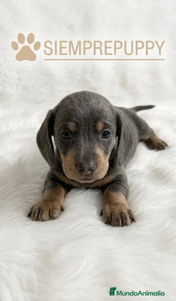 Teckel Miniatura perros TECKEL MINIATURA BLUE (AZUL) - Anuncio 1