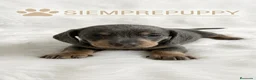 Teckel Miniatura perros en venta: TECKEL MINIATURA BLUE (AZUL) - Anuncio 1