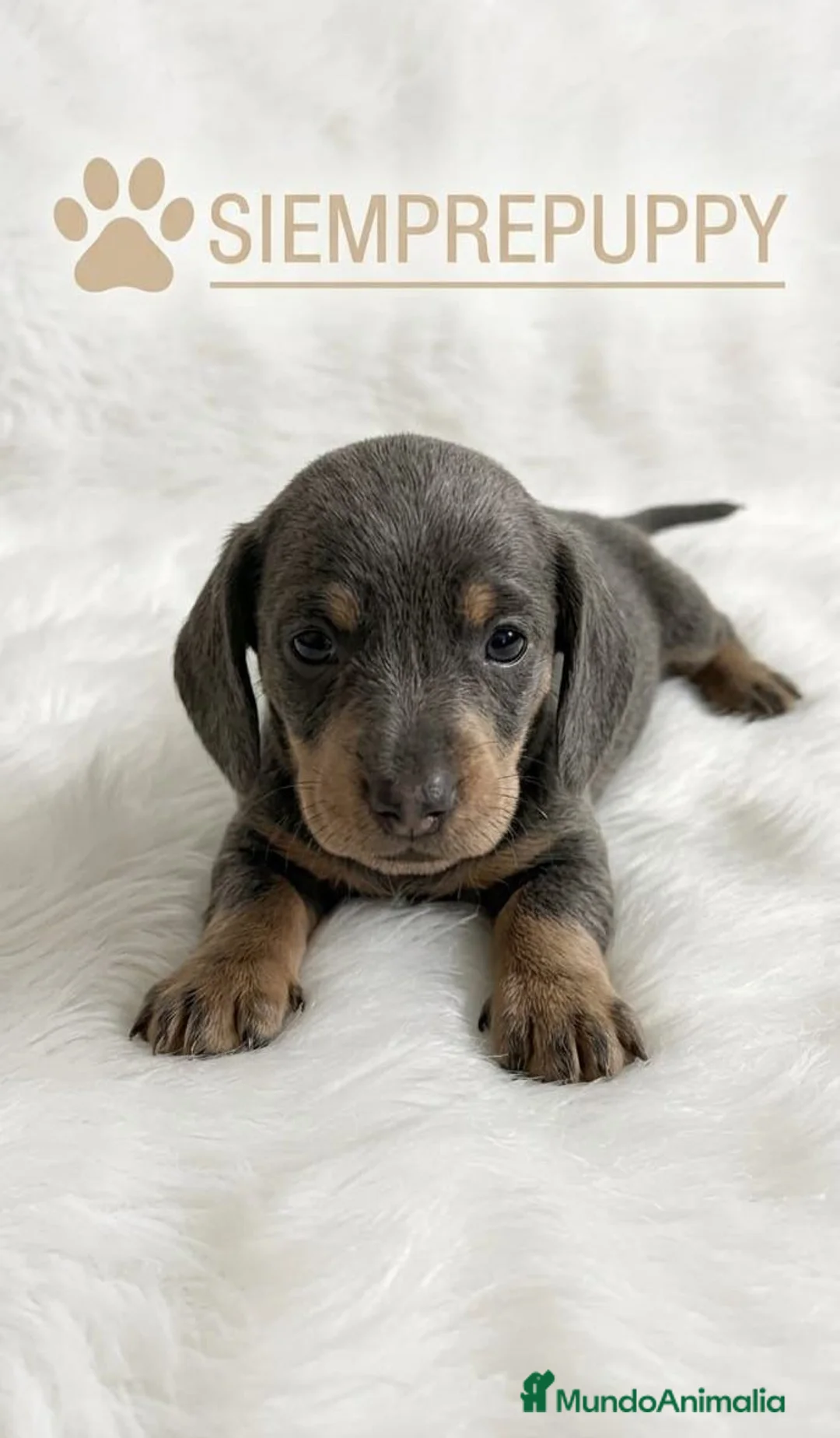 Teckel Miniatura perros en venta: TECKEL MINIATURA BLUE (AZUL) - Anuncio 1